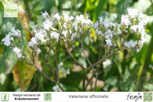 Baldrian, Valeriana officinalis