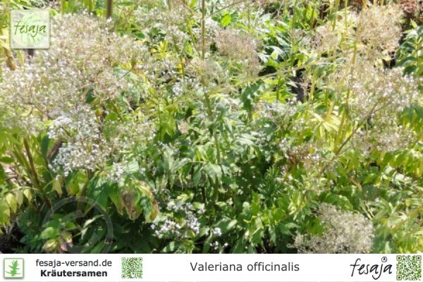 Baldrian, Valeriana officinalis