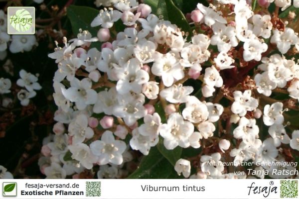 Viburnum tinus Pflanzen