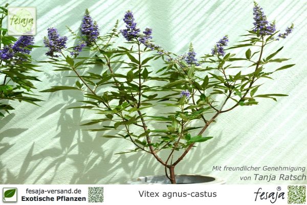 Vitex agnus-castus Pflanzen