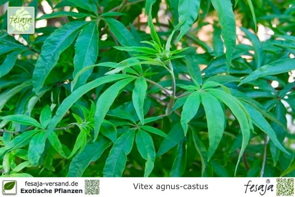 Vitex agnus-castus Pflanzen