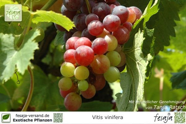 Vitis vinifera Pflanzen
