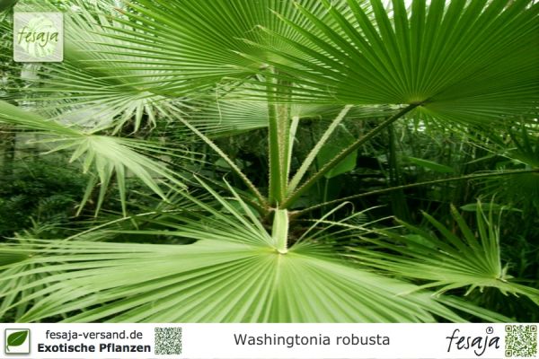 Washingtonia robusta Pflanzen