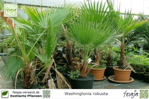 Washingtonia robusta Pflanzen