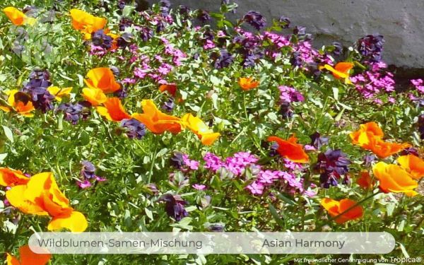 Asian Harmony · Wildblumen-Samen-Mischung