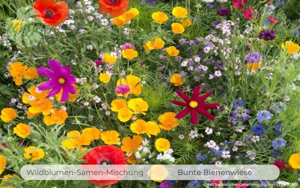 Bunte Bienenwiese · Wildblumen-Samen-Mischung