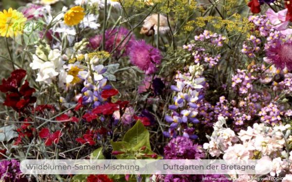 Duftgarten · Wildblumen Mischung