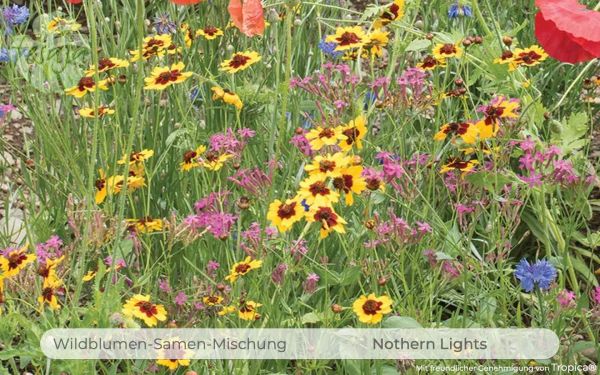 Northern Lights · Wildblumen Mischung