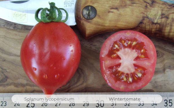 Tomate Wintertomate