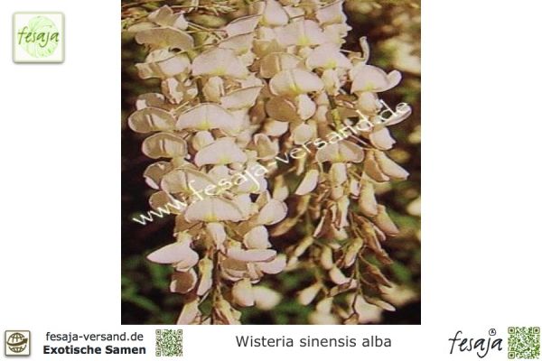 Wisteria sinensis alba