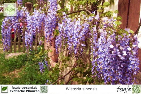 Wisteria sinensis Pflanzen