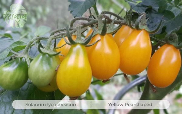 Tomate Yellow Pearshaped