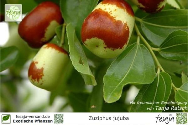 Ziziphus jujuba Pflanzen