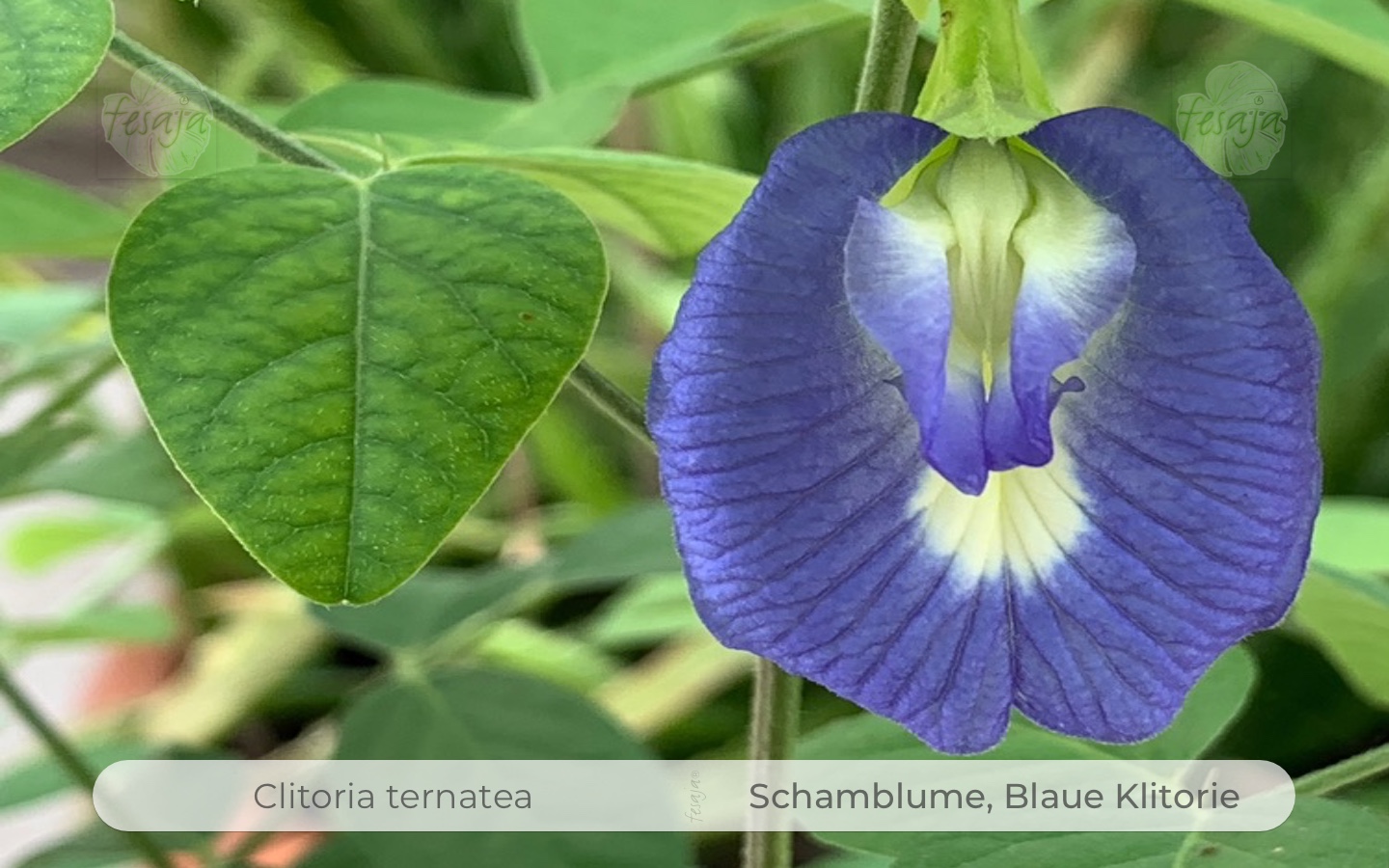 Sieht einfach gut aus die exotische blaue Blüte der Schamblume.