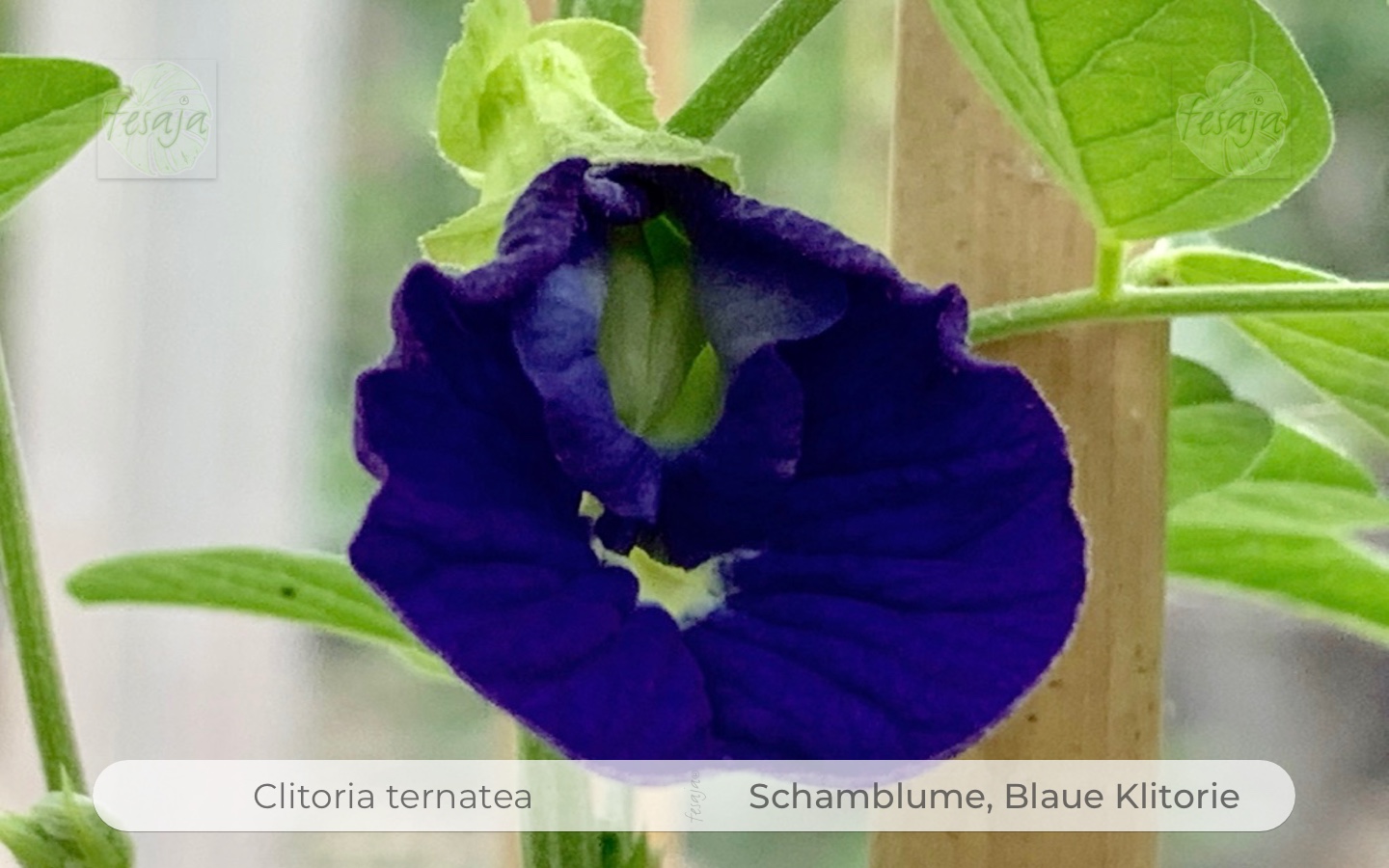 Ranker 10 Samen Blaue Schmetterlingserbse Clitoria ternatea Schamblume 