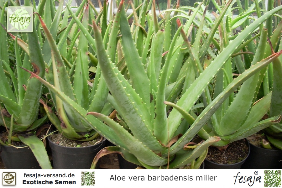 3 Pflanzen, je im 12cm Topf Aloe vera barbadensis Miller Bio Aloe Vera Sweet, Kräuter Pflanzen aus nachhaltigem Anbau 
