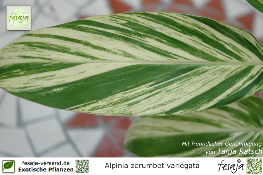 Buntlaubiger Muschelingwer Alpinia zerumbet Variegata 60-70 cm Zimmerpflanze 