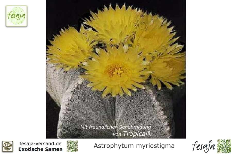Astrophytum myriostigma Kaktus Bischofsmütze 25 Samen