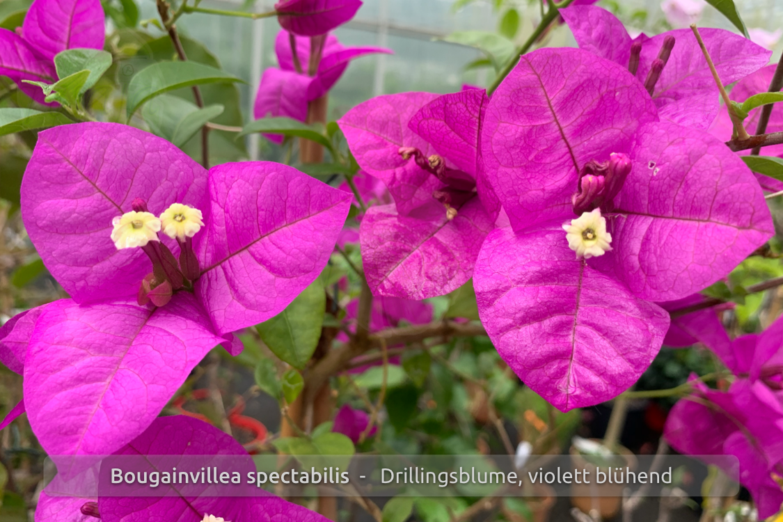 Drillingsblume, violett blühend, Bougainvillea glabra, Pflanze ...