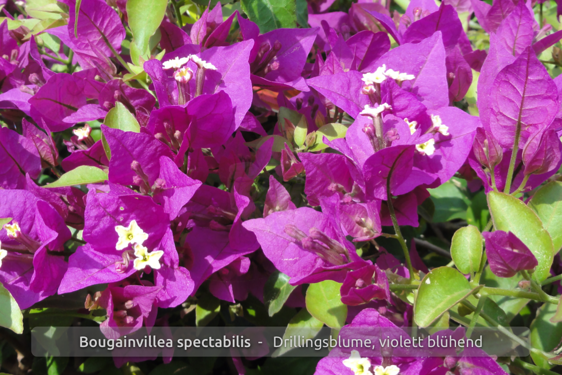 Bewurzelungsaktivator 10 Steckhölzer Bougainvillea Glabra leuchtend violett 
