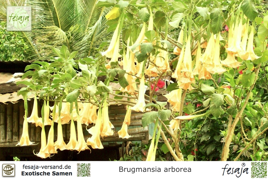10 Samen Weiße Engelstrompete Brugmansia arborea Zierpflanze Ziertrauch 
