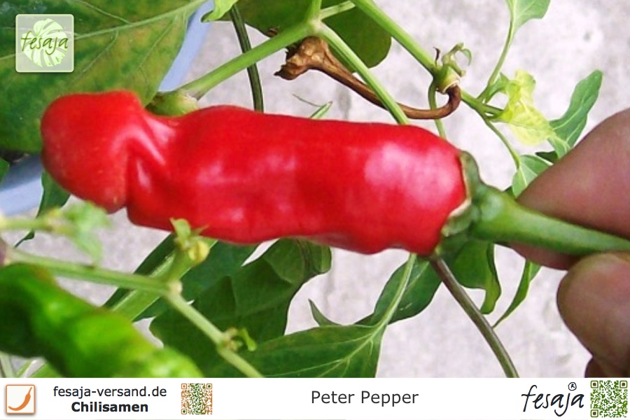 Chili Peter Pepper.