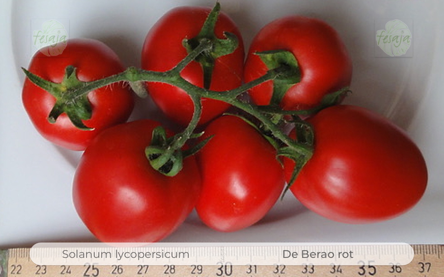 ökologischer Anbau Tomate ‚de Berao‘ historische Sorte Baumtomate 