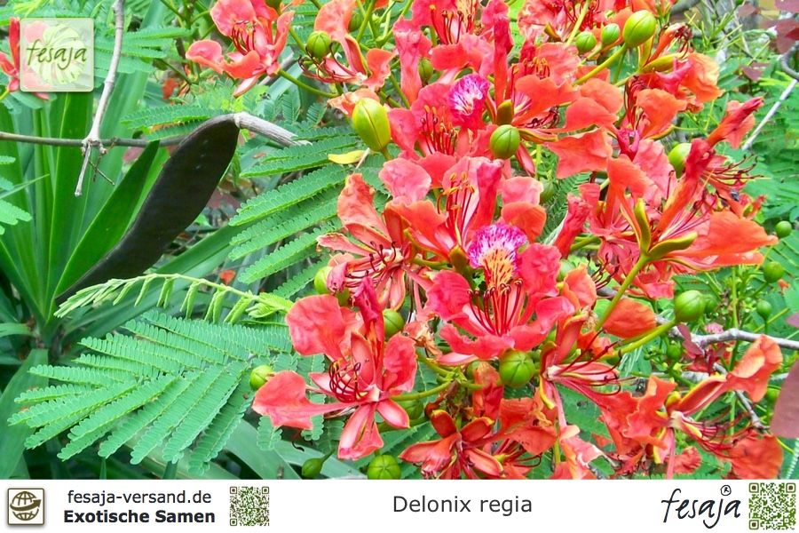 Flammenbaum Delonix regia Bonsai geeignet 5 Samen Tolle Blütenpracht 