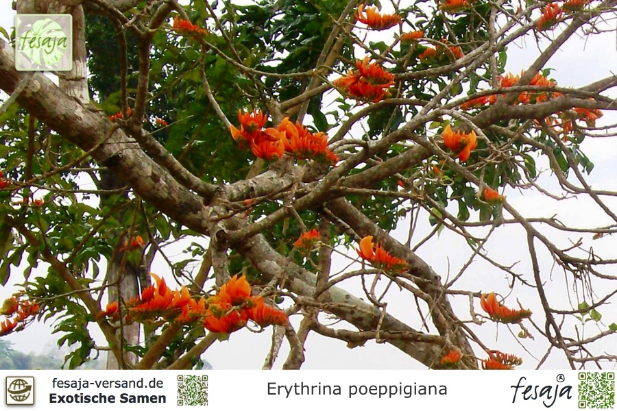 5 Frische Samen Erythrina Falcata Sichel Blatt Koralle Baum 