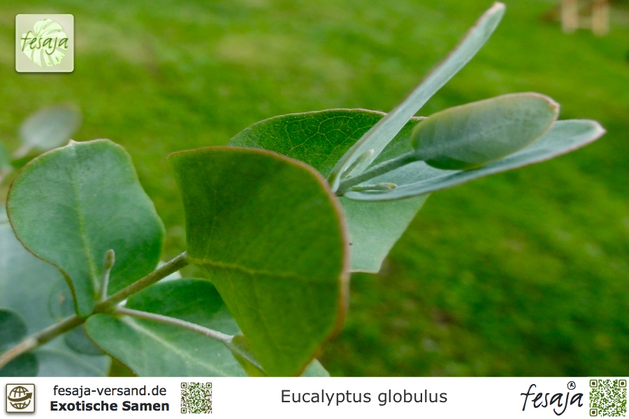 EUCALYPTUS GLOBULUS MICROCARPA Alveole 1 Pflanze 1 Plant Eukalyptus Blau 