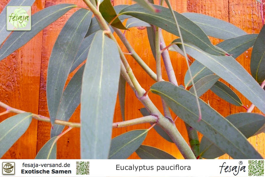 & Freilandgewächs /Samen Winterharter  immergrüner Schnee-Eukalyptus als Zimmer 