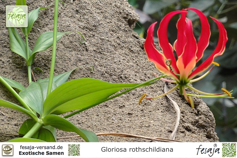 100 Samen Gloriosa superba Ruhmeskrone Schmucklilie Prachtlilie Feuerlilie 