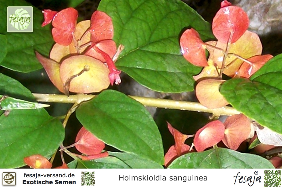 Chinesenhut Pflanze Holmskioldia Sanguinea Fesaja Versand