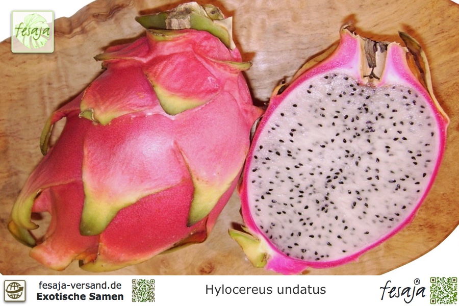 Pitahaya Rote Drachenfrucht 80 Samen *Rotfleischig* --Selten 