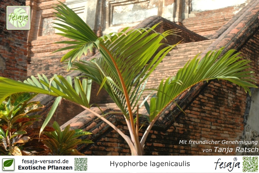 Flaschenpalme Hyophorbe lagenicaulis Pflanze 20cm Fasspalme Palme sehr selten 