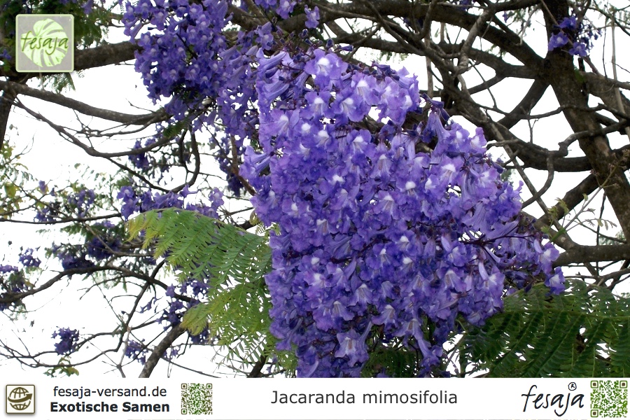Palisanderholzbaum  Jacaranda mimosifolia 50 Samen 