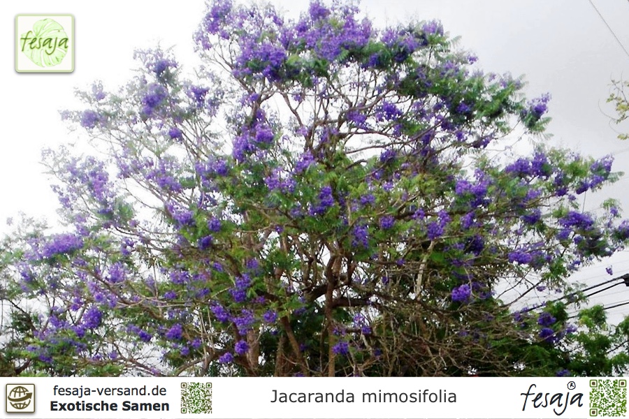 2018 Palisanderholzbaum  Jacaranda mimosifolia 50 Samen NEUE 