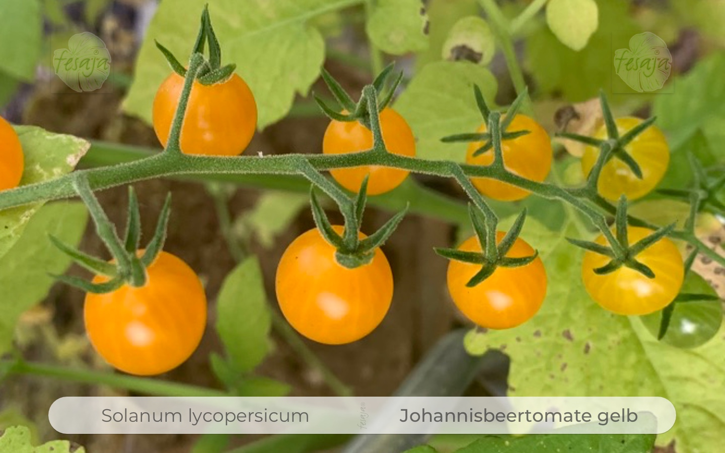 Johannisbeer-Tomate gelb  kleinste Tomate der Welt Wild Tomate 