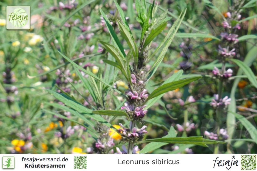 50 Samen Leonurus sibiricus *Marihuanilla* Sibirisches Mutterkraut