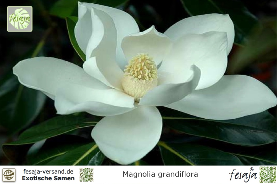 Magnolia grandiflora 10 Samen immergrüne Magnolie 