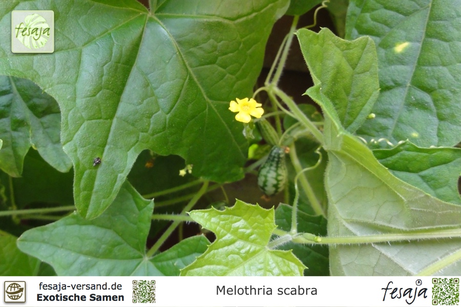 Mexikanische Minigurke Melothria scabra Balkon-Gemüse 20 Samen Snack-Gemüse