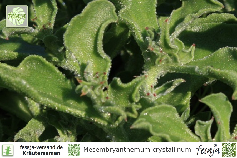 ESSBARE EISBLUME EISKRAUT 500 Samen  Mesembryanthemum Crystallinum Iceplant 