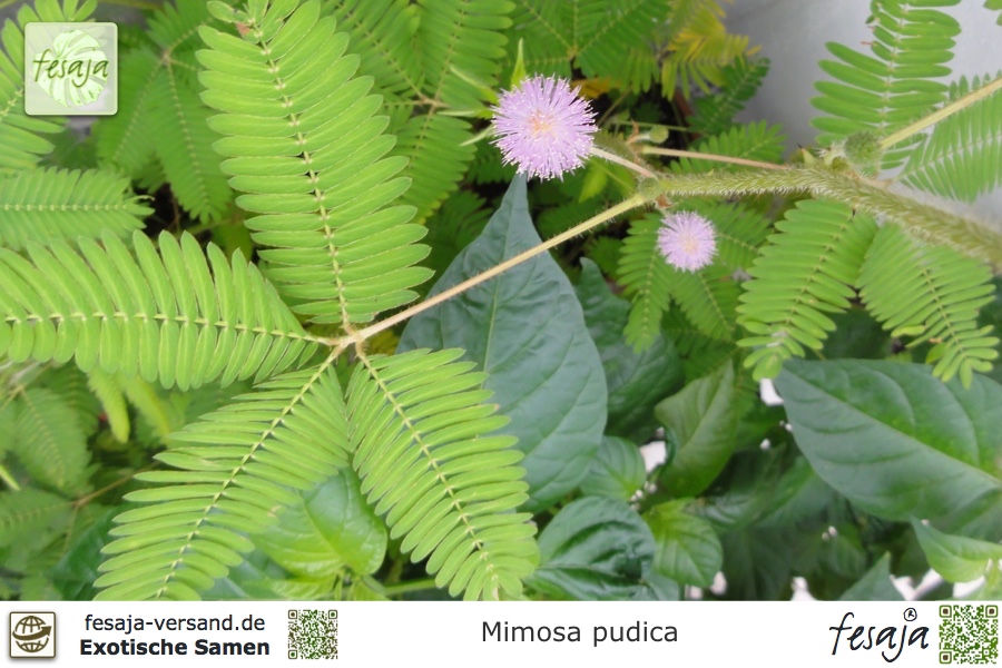 Keptei Samenhaus- Echte Mimose Samen Empfindliche Zimmerpflanzensamen Sinnpflanze Mimosa pudica Rühr mich nicht an 