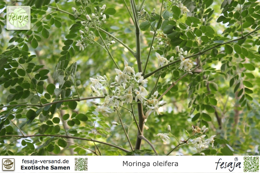 Samen Moringa Oleifera Miracle Tree 