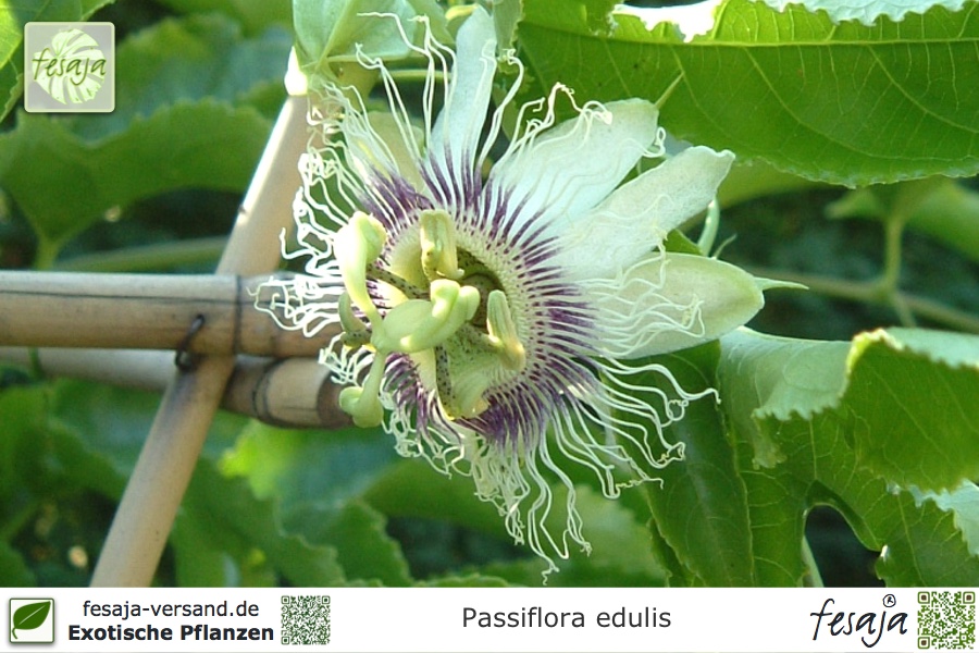50/100 Stück Exotisch Maracuja-Pflanze Passiflora Caerulea Edulis Passionsblume Passionsfrucht Samen Blumen 50pc,10 