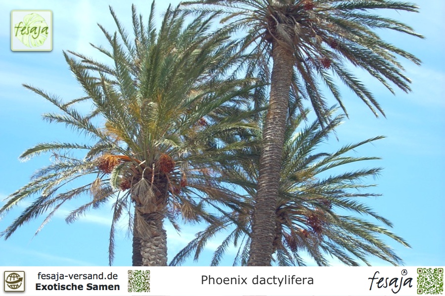 Echte Dattelpalme Phoenix dactylifera Pflanze 15-20cm Datteln Palme Rarität 