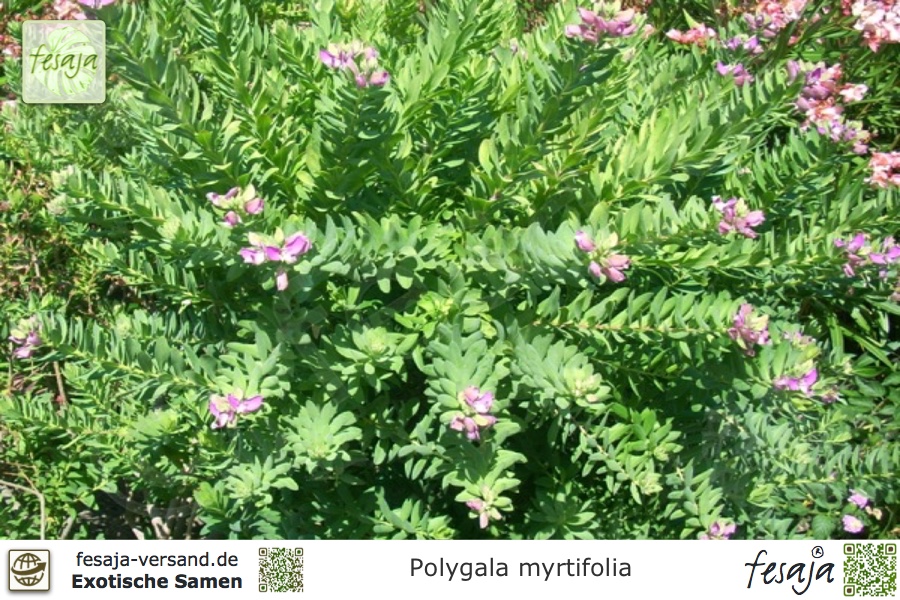 Polygala myrtifolia Kreuzblume 10 Samen Blüte pink Kübelpflanze