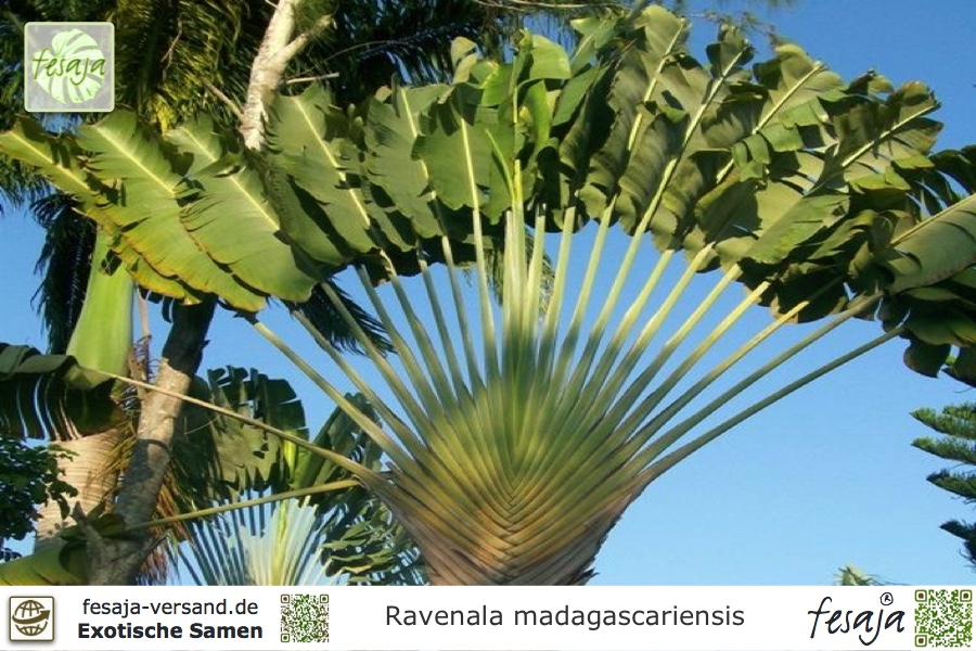 PFLANZE 3 x Jungpflanzen Baum der Reisenden Ravenala madagascariensis 