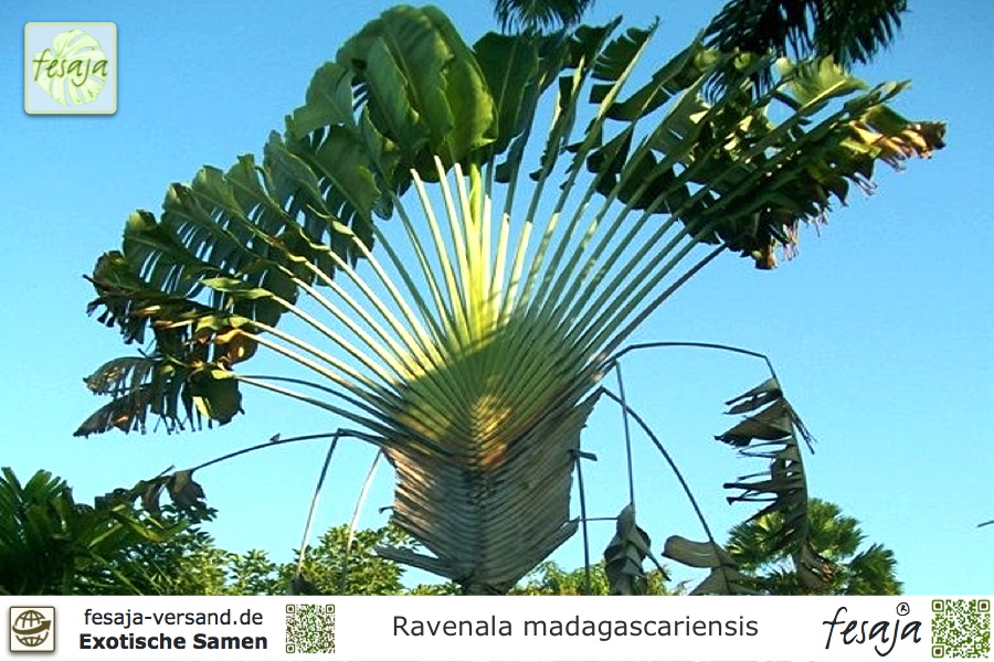 Ravenala Madagascariensis Baum der Reisenden Traveler's Tree,10 Samen,10 seeds 