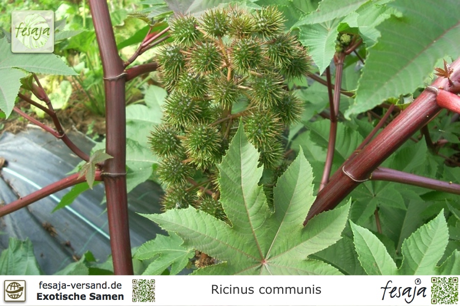 Ricinus Zanzibariensis » Wunderbaum Samen